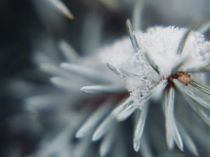 Preview wallpaper tree, branch, snow, needles, macro