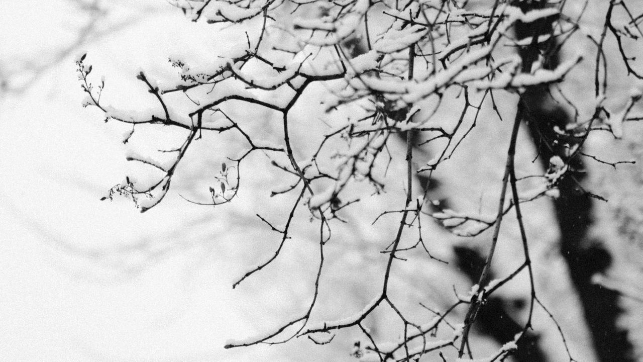 Wallpaper tree, branch, snow, bw