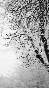 Preview wallpaper tree, branch, snow, bw