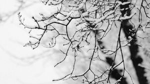 Preview wallpaper tree, branch, snow, bw