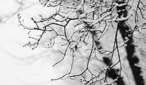 Preview wallpaper tree, branch, snow, bw