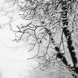 Preview wallpaper tree, branch, snow, bw