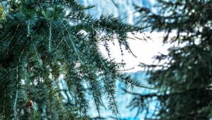 Preview wallpaper tree, branch, spines