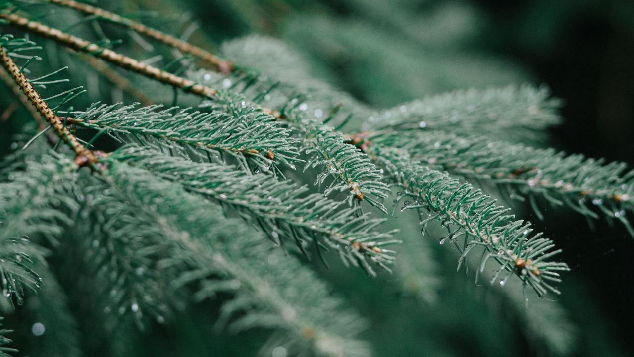 Wallpaper tree, branch, wet, needles, green