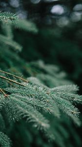 Preview wallpaper tree, branch, wet, needles, green