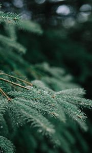 Preview wallpaper tree, branch, wet, needles, green