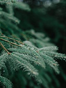 Preview wallpaper tree, branch, wet, needles, green