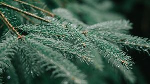 Preview wallpaper tree, branch, wet, needles, green