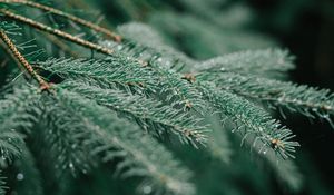 Preview wallpaper tree, branch, wet, needles, green