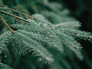 Preview wallpaper tree, branch, wet, needles, green