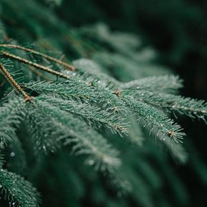 Preview wallpaper tree, branch, wet, needles, green