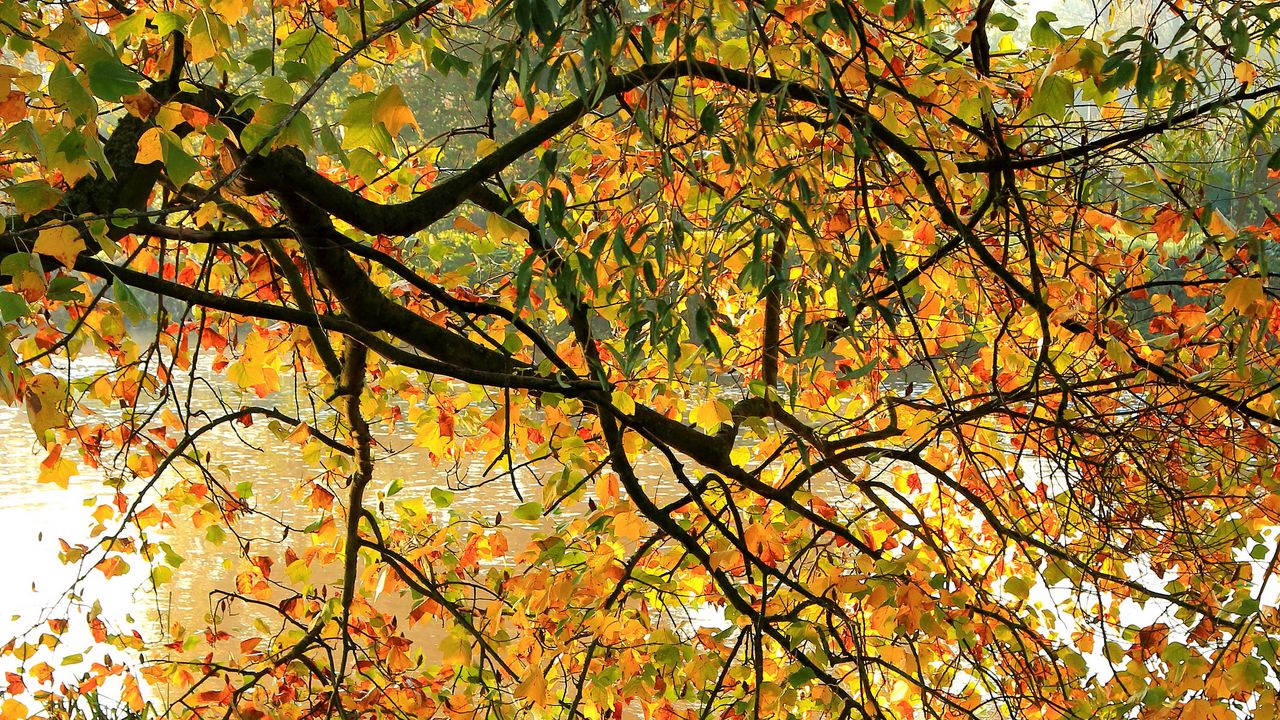 Wallpaper tree, branches, autumn, foliage