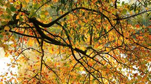 Preview wallpaper tree, branches, autumn, foliage
