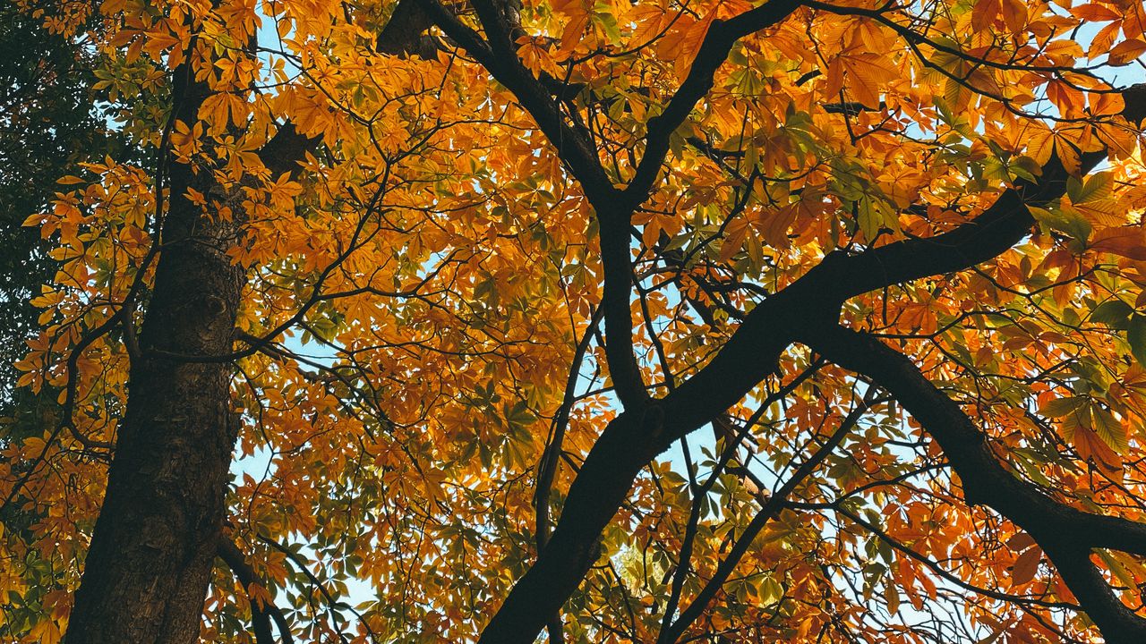 Wallpaper tree, branches, autumn, leaves, yellow