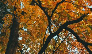 Preview wallpaper tree, branches, autumn, leaves, yellow