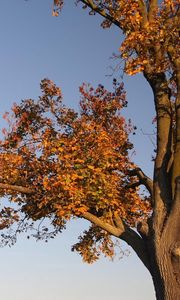 Preview wallpaper tree, branches, autumn, leaves, yellow, trunk