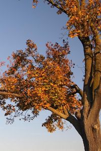 Preview wallpaper tree, branches, autumn, leaves, yellow, trunk