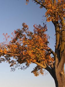 Preview wallpaper tree, branches, autumn, leaves, yellow, trunk