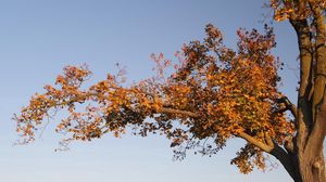 Preview wallpaper tree, branches, autumn, leaves, yellow, trunk