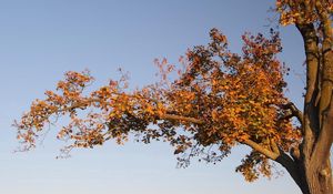 Preview wallpaper tree, branches, autumn, leaves, yellow, trunk