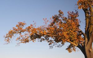 Preview wallpaper tree, branches, autumn, leaves, yellow, trunk