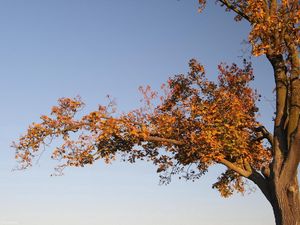 Preview wallpaper tree, branches, autumn, leaves, yellow, trunk