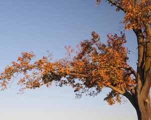 Preview wallpaper tree, branches, autumn, leaves, yellow, trunk