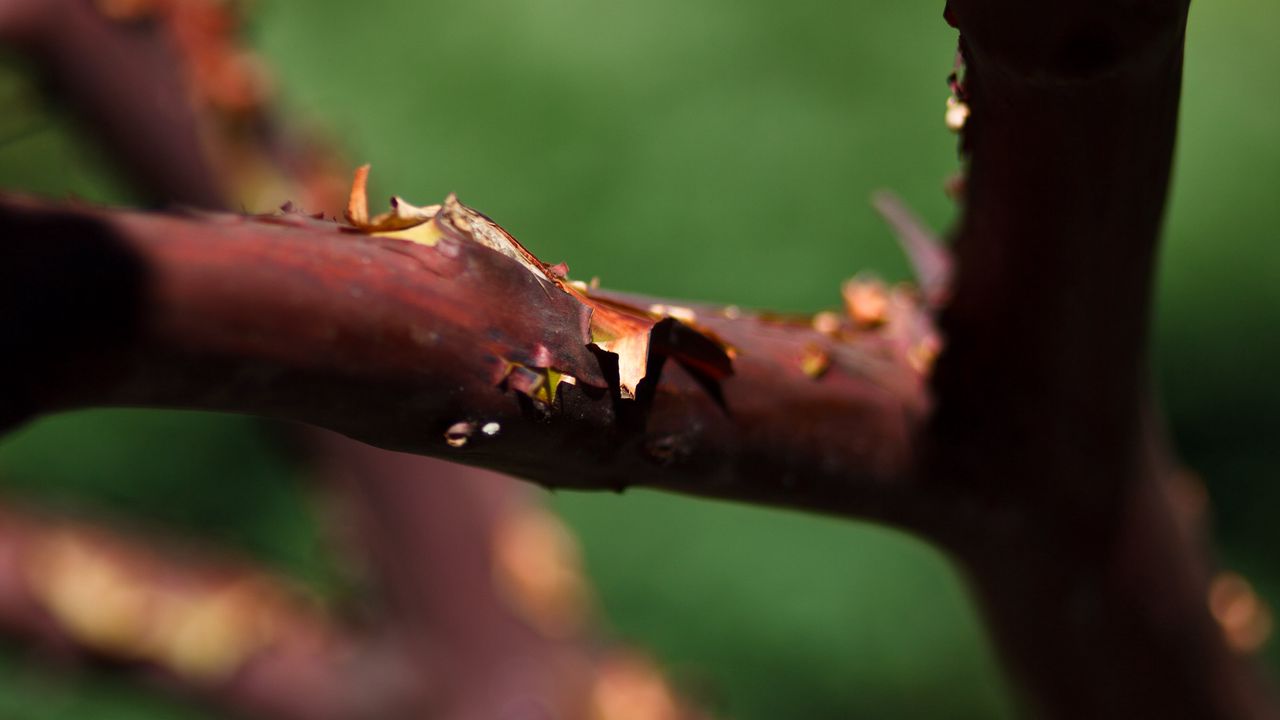 Wallpaper tree, branches, bark, blur