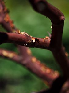 Preview wallpaper tree, branches, bark, blur