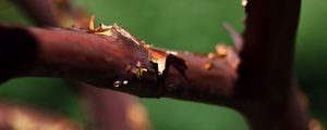 Preview wallpaper tree, branches, bark, blur