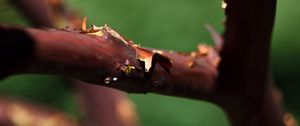 Preview wallpaper tree, branches, bark, blur