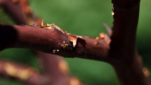 Preview wallpaper tree, branches, bark, blur