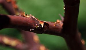 Preview wallpaper tree, branches, bark, blur
