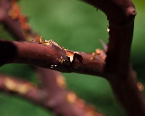 Preview wallpaper tree, branches, bark, blur