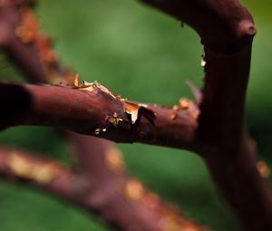 Preview wallpaper tree, branches, bark, blur