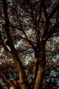 Preview wallpaper tree, branches, bark, leaves