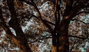 Preview wallpaper tree, branches, bark, leaves