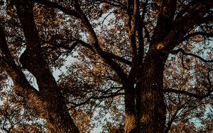 Preview wallpaper tree, branches, bark, leaves