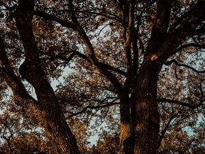 Preview wallpaper tree, branches, bark, leaves