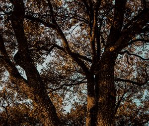 Preview wallpaper tree, branches, bark, leaves