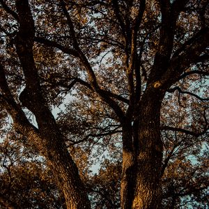 Preview wallpaper tree, branches, bark, leaves