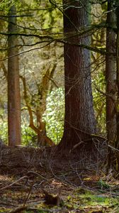 Preview wallpaper tree, branches, bark, forest