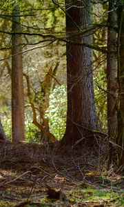 Preview wallpaper tree, branches, bark, forest