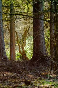 Preview wallpaper tree, branches, bark, forest