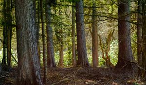 Preview wallpaper tree, branches, bark, forest