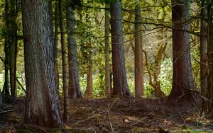 Preview wallpaper tree, branches, bark, forest