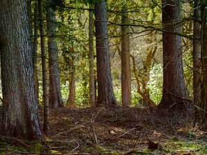 Preview wallpaper tree, branches, bark, forest