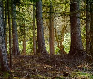 Preview wallpaper tree, branches, bark, forest