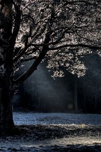 Preview wallpaper tree, branches, beams, hoarfrost, light