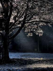 Preview wallpaper tree, branches, beams, hoarfrost, light